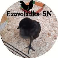 Exovolailles Sn