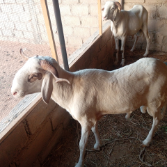 saliou mbacke 1